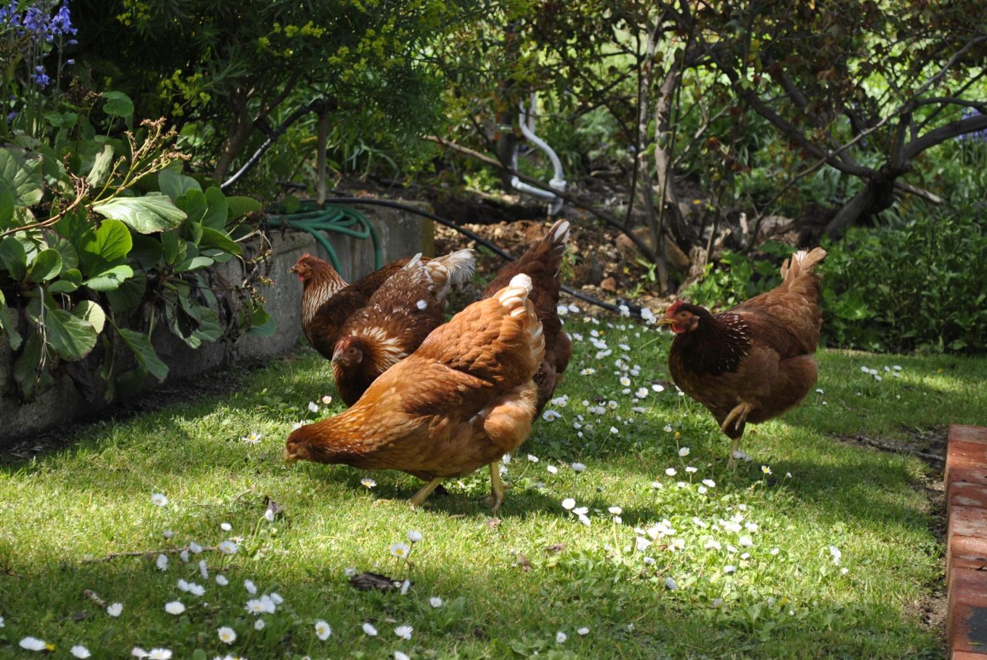 Bed and Breakfast Al Ru Farm One Tree Hill Екстер'єр фото